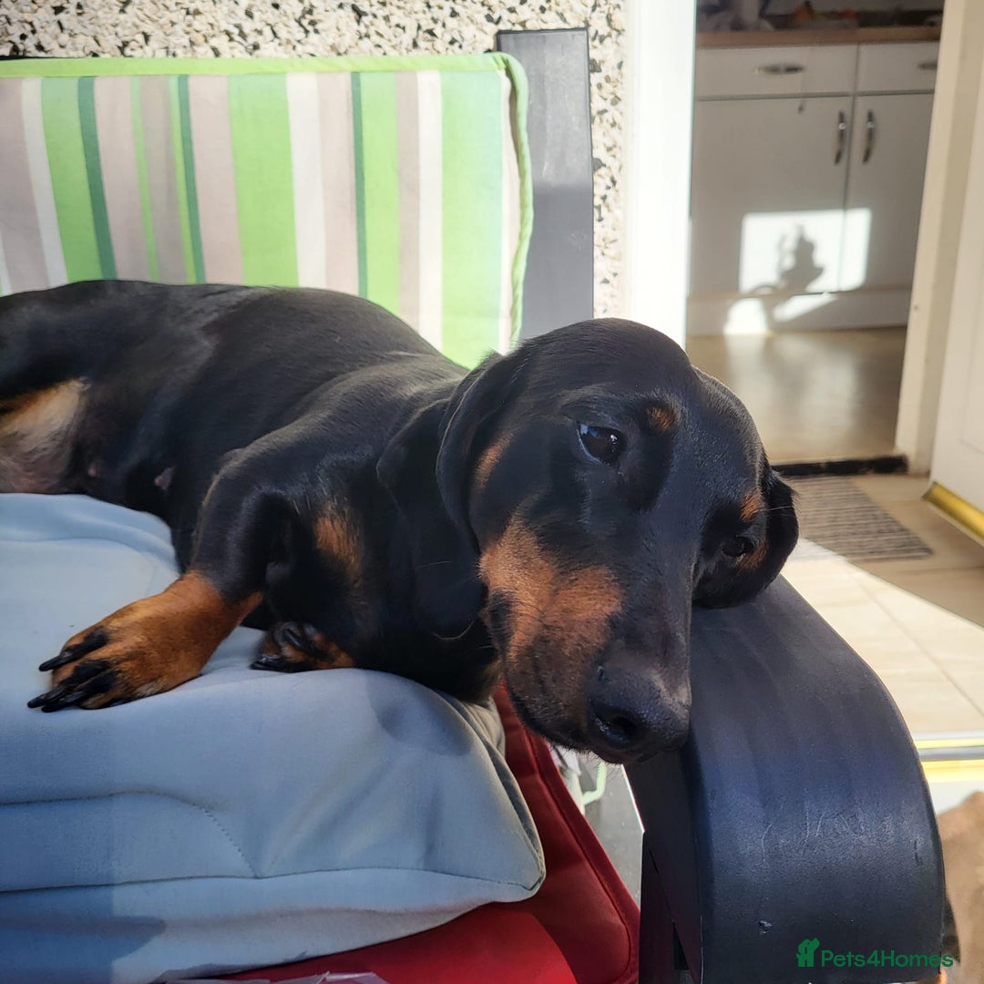 Dachshund dogs for sale: Wonderful dachshund puppies  - Advert 1