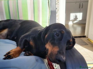 Dachshund dogs Wonderful dachshund puppies - Advert 4