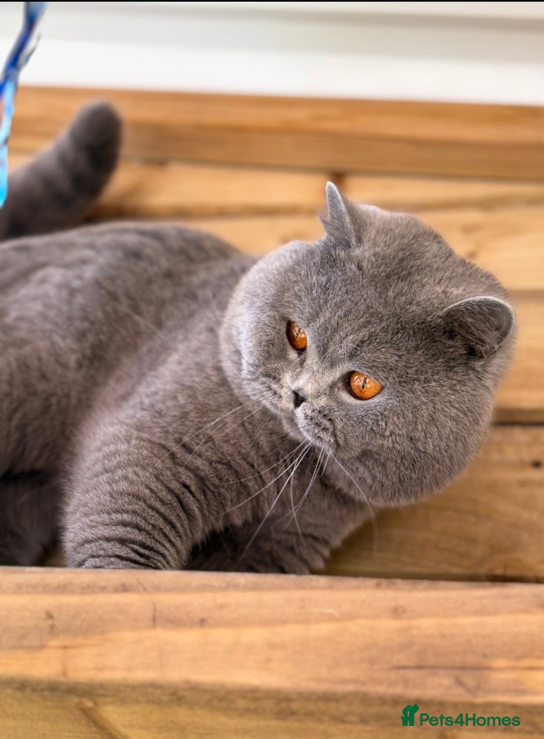 British Shorthair cats for sale: Beautiful boy  - Image 8