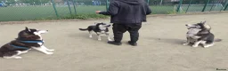 Siberian Husky dogs for stud: Husky Stud  - Advert 21