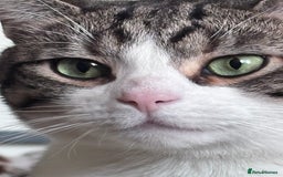 Domestic Shorthair cats for sale: Tabby and white loving male cat Milo - Image 2
