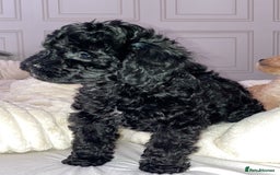 Cavapoo dogs for sale: 2 gorgeous boy cavapoos🐾 - Image 13