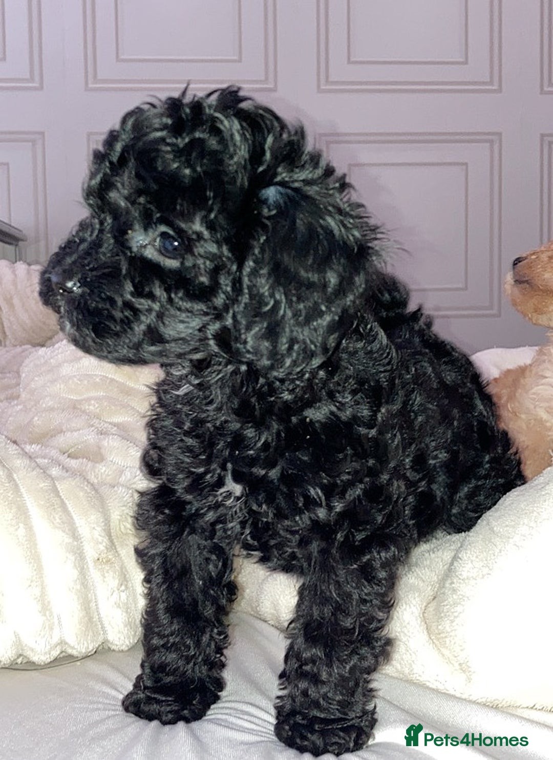 Cavapoo dogs for sale: 2 gorgeous boy cavapoos🐾 - Image 13