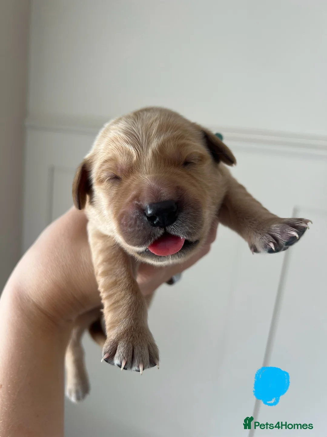 Golden Retriever dogs for sale: ✨EXCEPTIONAL KC GOLDEN RETRIEVER PUPPIES✨ - Advert 19