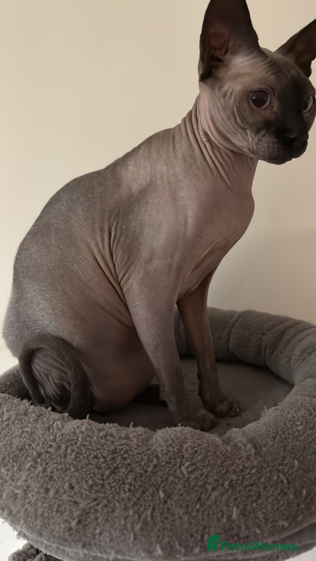 Sphynx cats for sale: Loving , chilled Boy Sphynx Cat - Advert 2