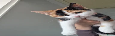 Bubbles