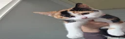 Mixed Breed cats for sale: 4 cats looking for new homes after bereavement - Advert 11