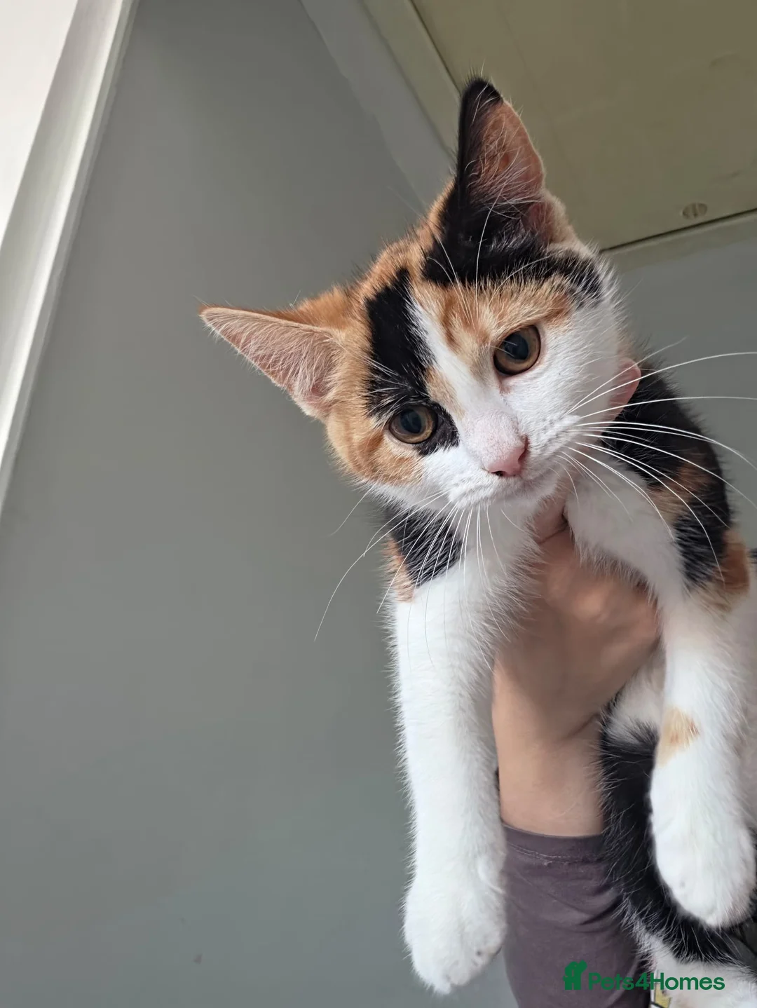 Mixed Breed cats for sale: 4 cats looking for new homes after bereavement - Advert 11