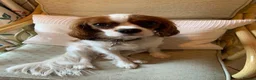 Cavalier King Charles Spaniel dogs for sale: Coco cavalier King Charles  - Advert 12