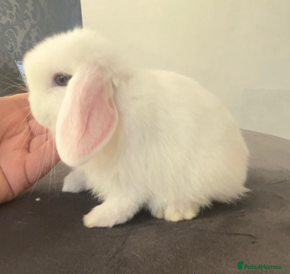 Mini Lop rabbits Beautiful mini lop baby rabbits  - Advert 9