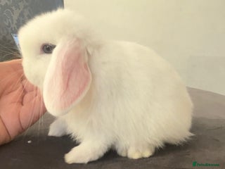 Mini Lop rabbits Beautiful mini lop baby rabbits - Advert 9