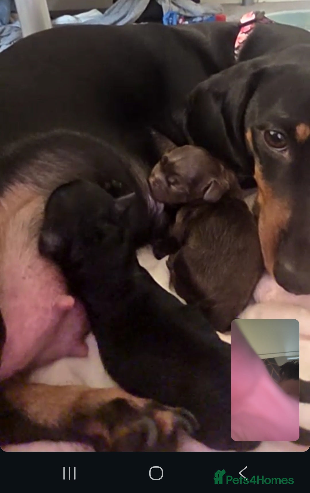 Mixed Breed dogs for sale: 🐾🐾 BEAUTIFUL DACHSHUND/SHI-POO PUPPIES . in Bridgend - Advert 16
