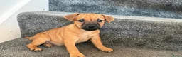 Jack Russell dogs for sale: Ready for there forever homes  - Advert 6