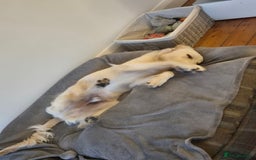 Golden Retriever dogs for sale: Golden retriever 10 months old - Advert 10