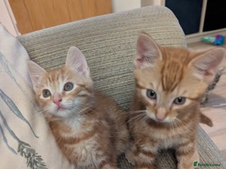 Mixed Breed cats Gorgeous ginger boys - Advert 1
