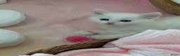 Munchkin cats for sale: Turkish Angora x Munchkin male and female  - Advert 33