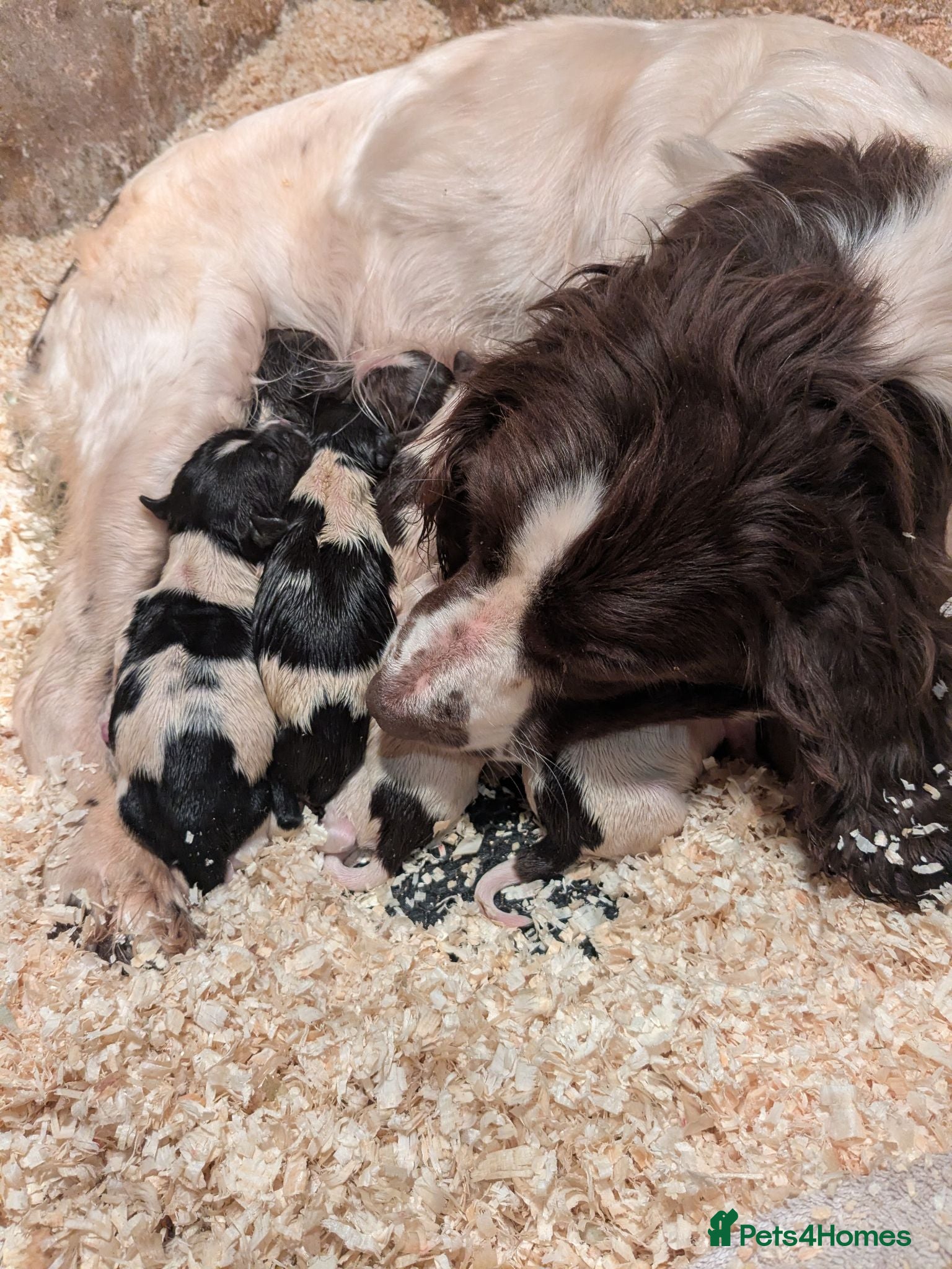 English Springer Spaniel dogs 2 beautiful springer spaniel pups for sale - Advert 1
