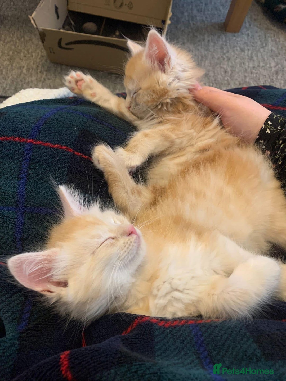 Maine Coon cats for sale: Gorgeous bundles of fluff n mischief  - Image 4