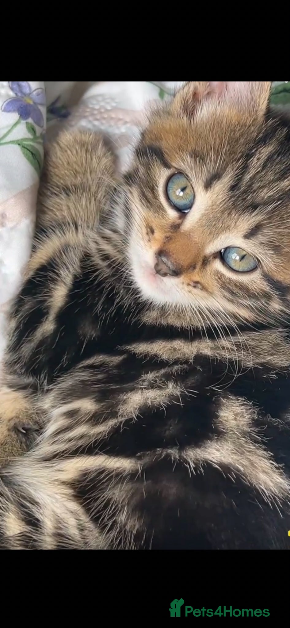 British Shorthair cats British Shorthair cross Kittens - Advert 7