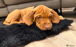 Hungarian Vizsla dogs for sale: KC registered Hungarian Vizsla puppies - Image 37