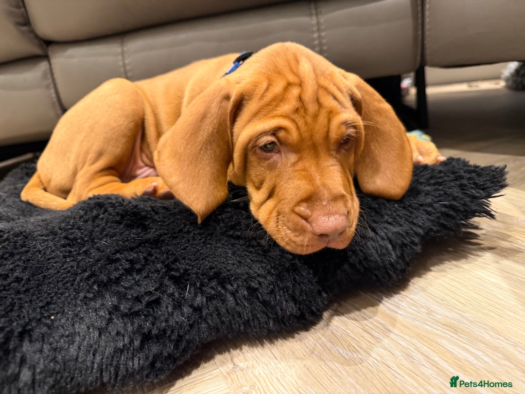 Hungarian Vizsla dogs for sale: KC registered Hungarian Vizsla puppies - Image 37