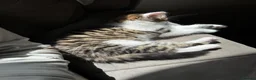 Mixed Breed cats for sale: Kitten for free - Advert 4