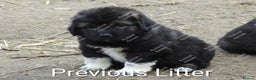 Caucasian Shepherd Dog dogs for sale: Caucasian Shepherd Pups - Advert 10