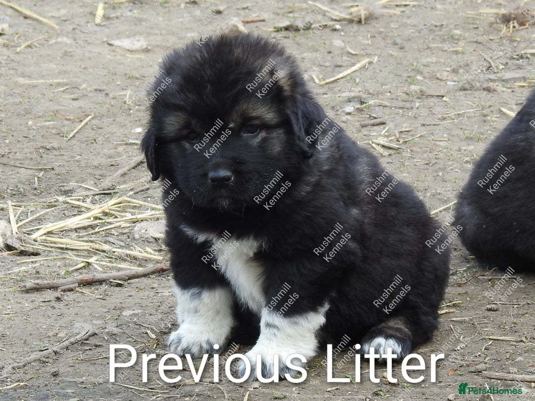 Caucasian Shepherd Dog dogs for sale: Caucasian Shepherd Pups - Advert 10