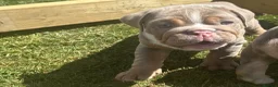 English Bulldog dogs for sale: English bulldogs  in Mansfield - Advert 14