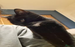 Mixed Breed cats for sale: Loving Home Wanted for Our Gorgeous Black Cat - Image 2