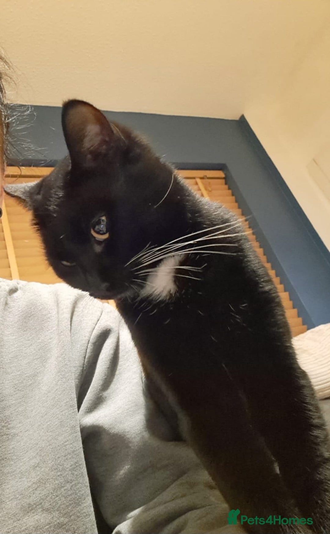 Mixed Breed cats for sale: Loving Home Wanted for Our Gorgeous Black Cat - Image 2