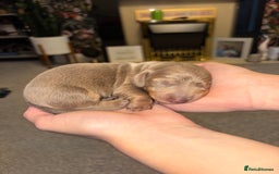 Dachshund dogs for sale: Isabelle and tan dachshund pups  - Image 3