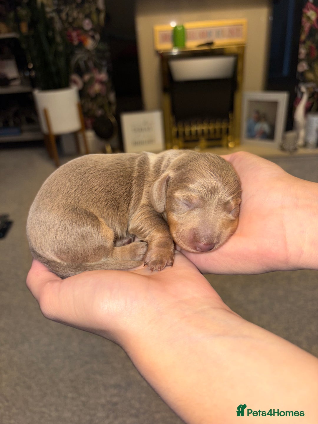 Dachshund dogs for sale: Isabelle and tan dachshund pups  - Image 3