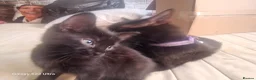 Mixed Breed cats for sale: 5 kittens ready for their forever homes in Kettering - Advert 9