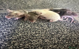 Mouse rodents for sale: Fancy mice  - Image 2
