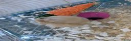 Hamster rodents for sale: Russian Dwarf Hamster - Advert 3