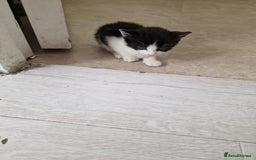 British Shorthair cats for sale: For sale - Image 12