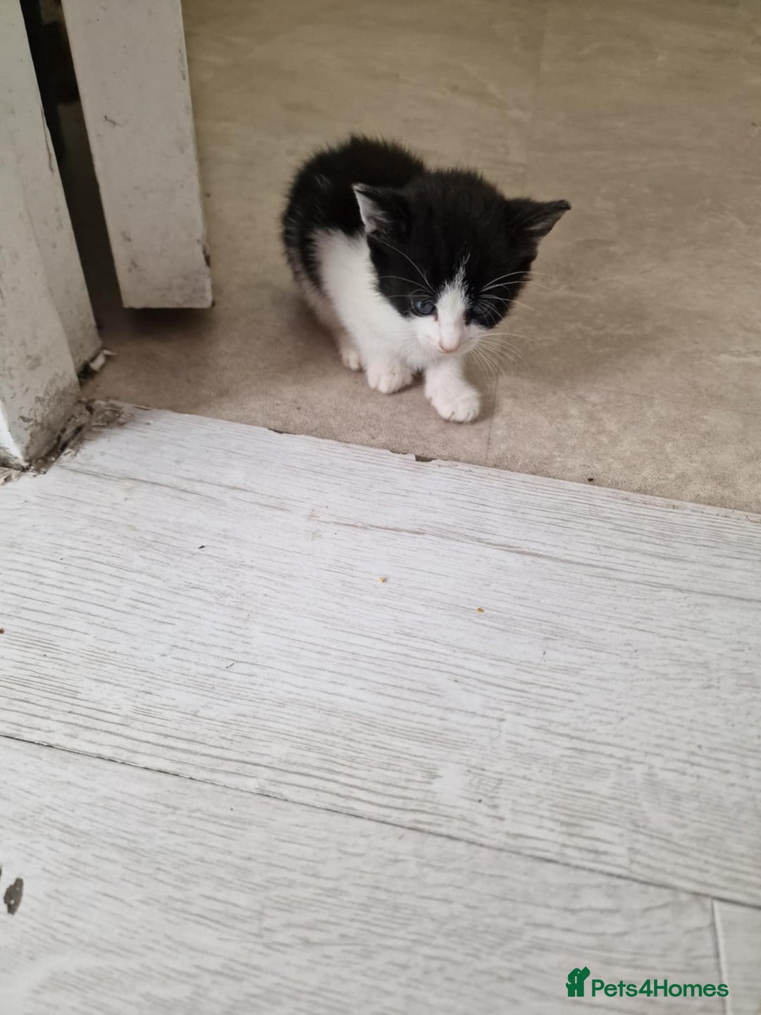 British Shorthair cats for sale: For sale - Image 12