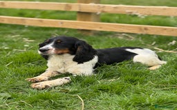 Cocker Spaniel dogs for stud: Kc Tri Colour Working Cocker At Stud.  - Image 4