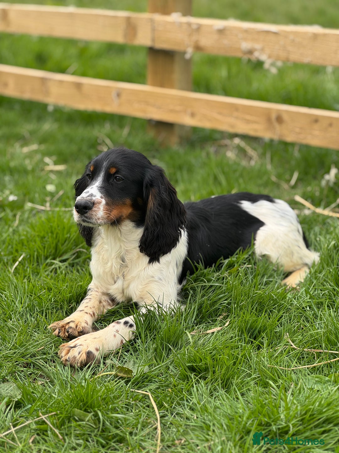 Cocker Spaniel dogs for stud: Kc Tri Colour Working Cocker At Stud.  - Image 4