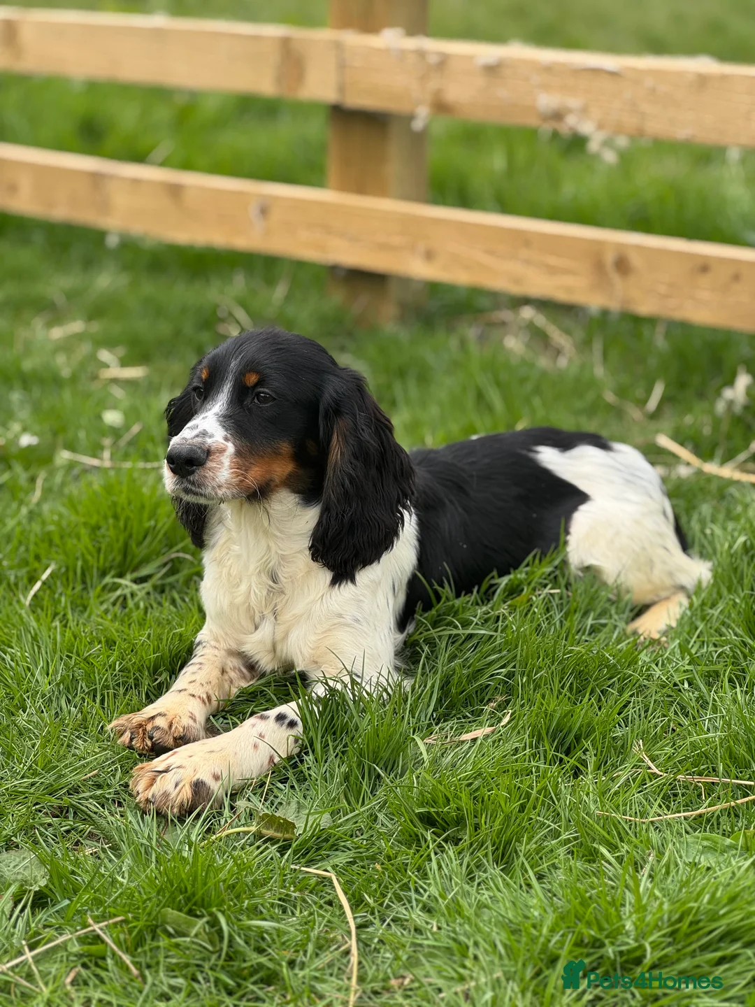 Cocker Spaniel dogs for stud: Kc Tri Colour Working Cocker At Stud.  - Advert 4