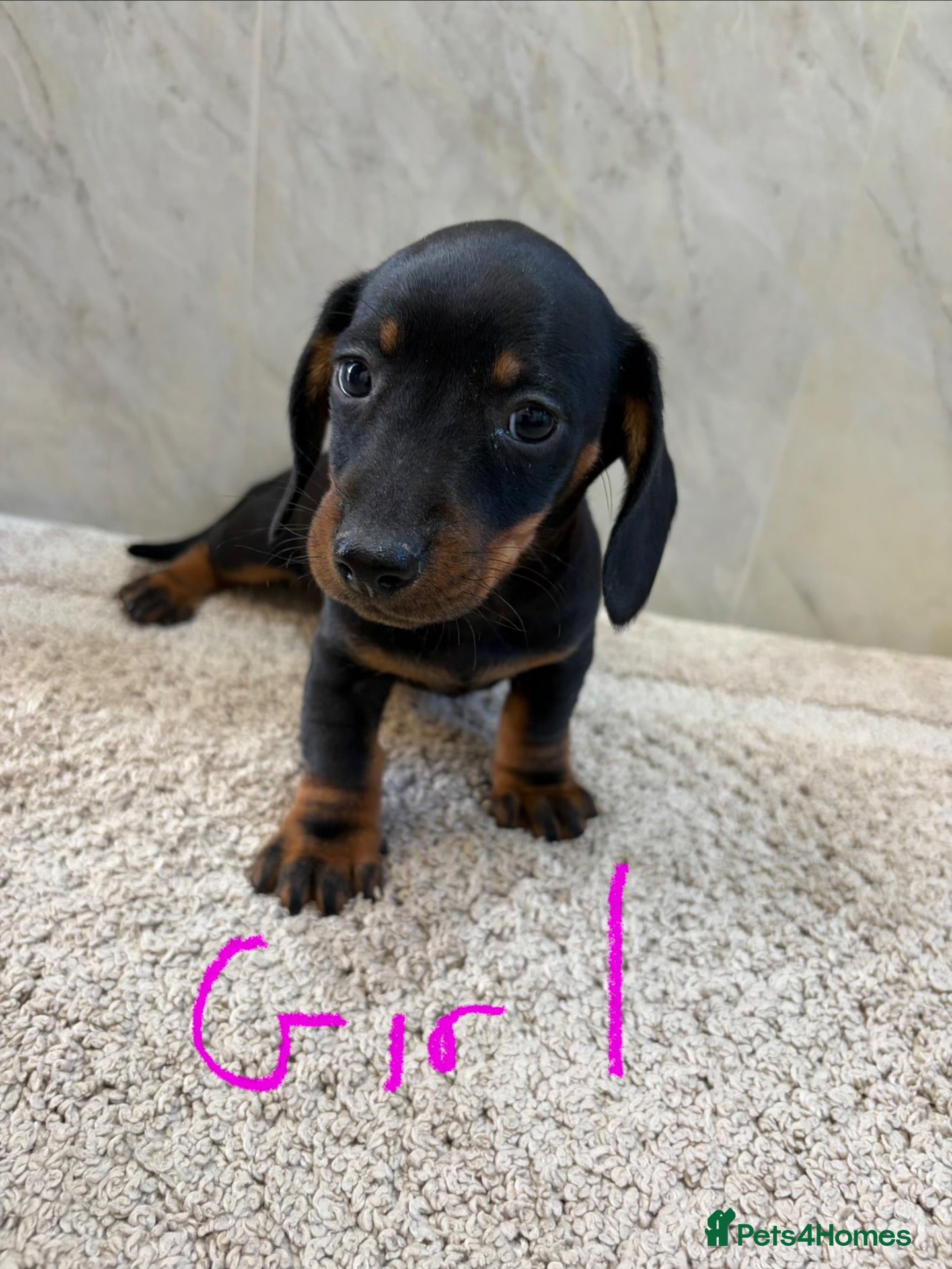 Dachshund dogs Dachshund puppies ready to go! - Advert 2