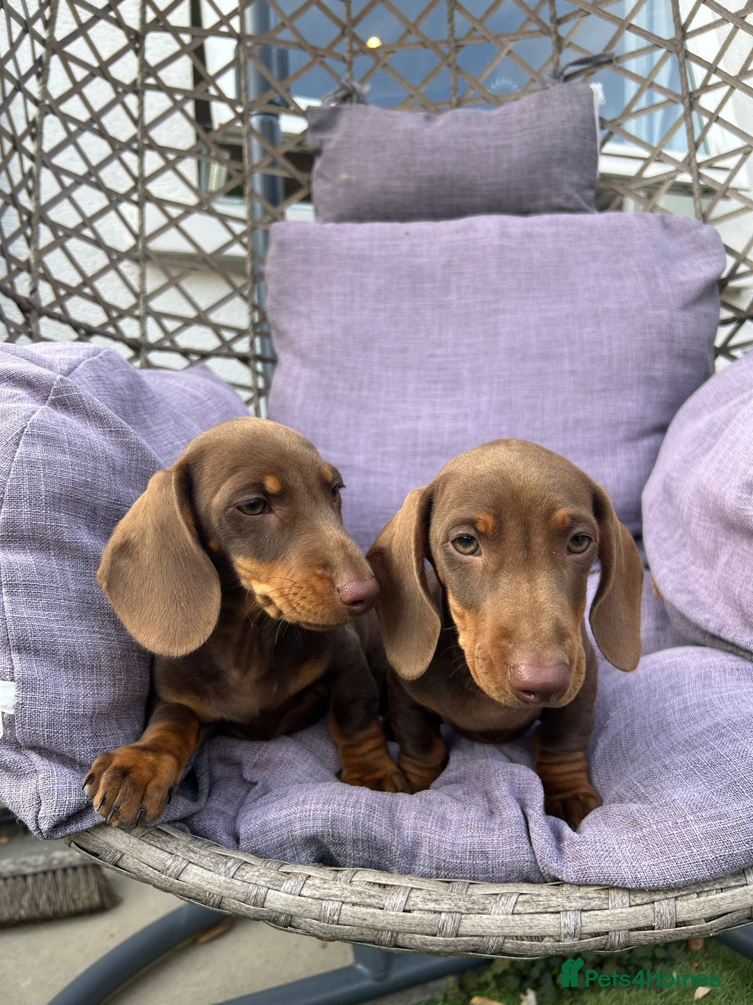Dachshund dogs for sale: Beautiful Miniature Dachshund Girl  - Image 3