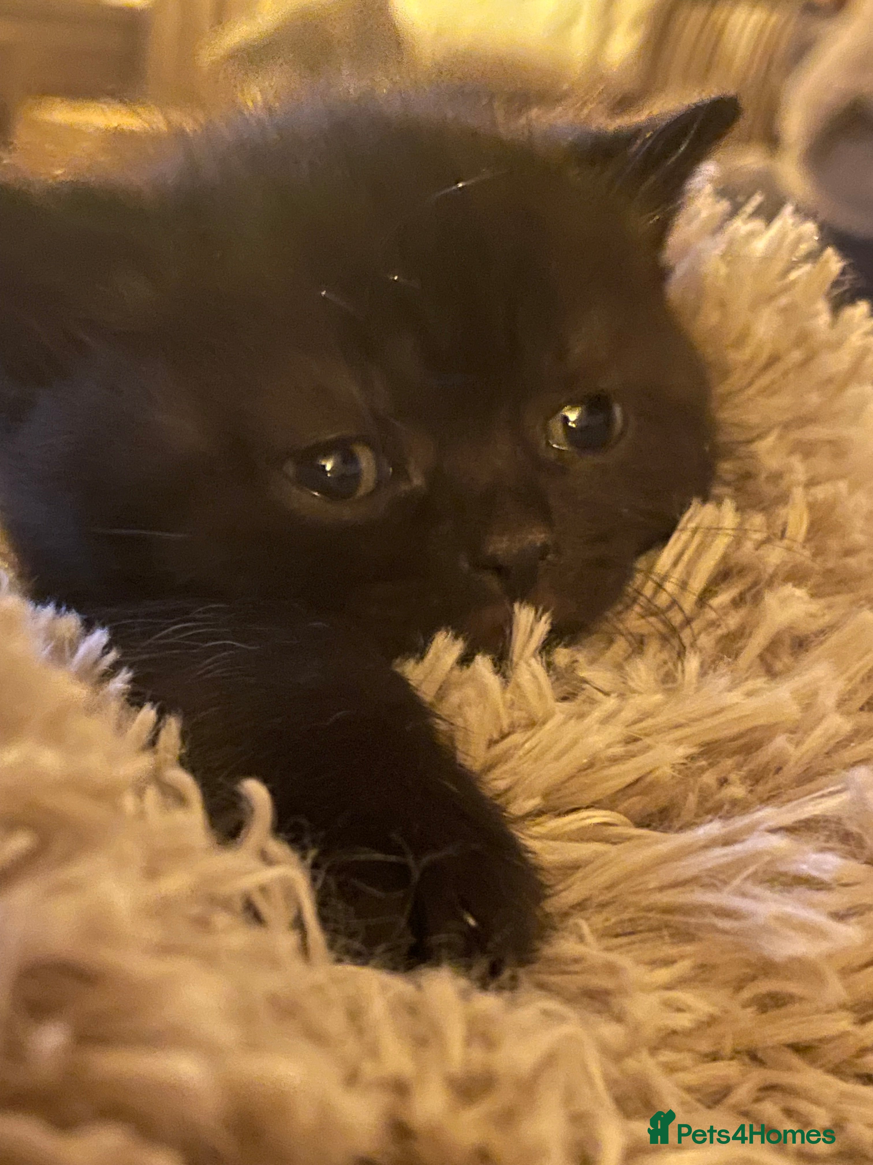 British Shorthair cats Black boy Cinnamon carrier - Advert 1