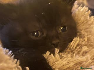 British Shorthair cats Black boy Cinnamon carrier - Advert 1