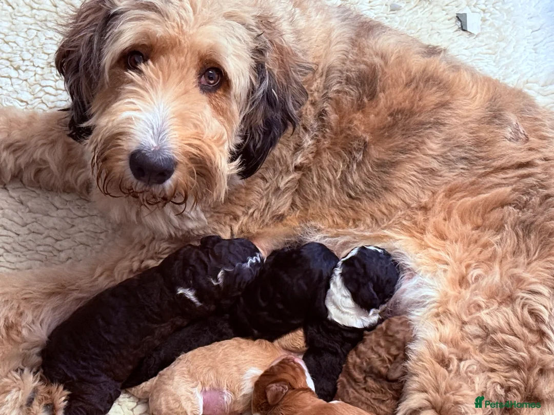 Mixed Breed dogs for sale: Beautiful Bernidoodle x Australian Labradoodle  - Advert 9