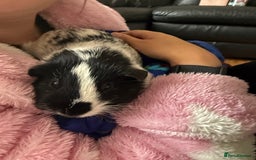 Guinea Pig rodents for sale: Male guinea pig  - Image 6