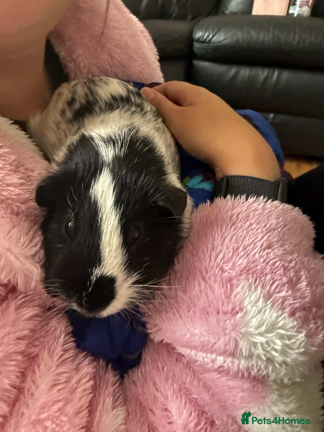 Guinea Pig rodents for sale: Male guinea pig  - Image 6