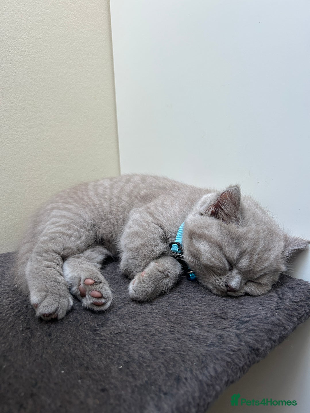 British Shorthair cats for sale: 3 lilac BSH - Advert 10