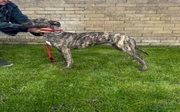 Lurcher dogs for sale: Lurcher pup - Image 2